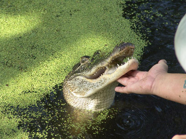 alligator01