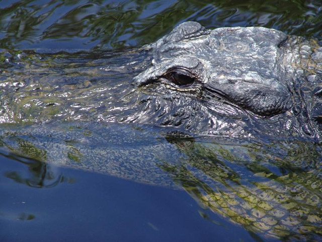 gator