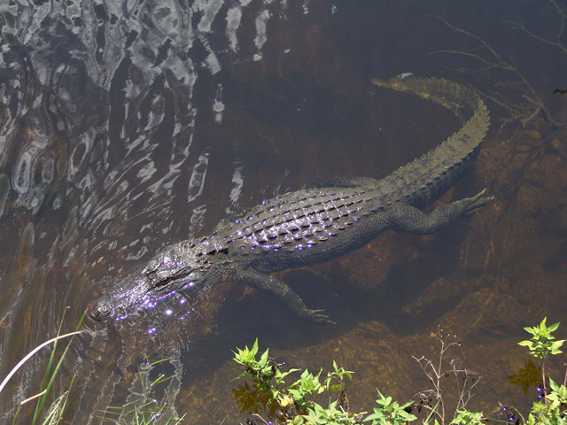 gator1