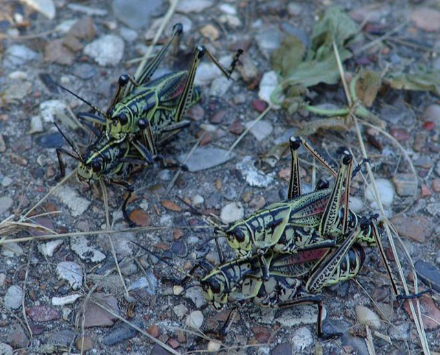 grasshopper