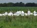 cemetery